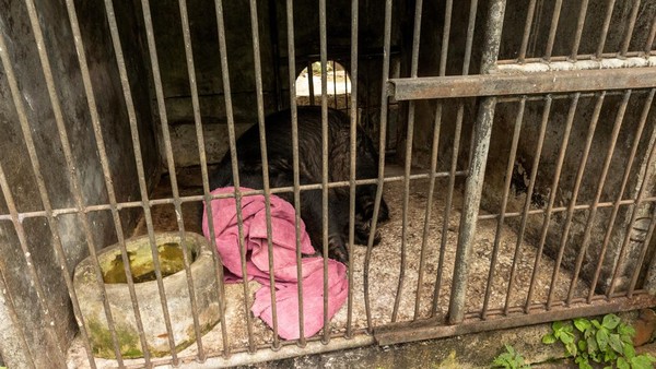 Kondisi seekor beruang hitam asiatik bernama Jinny tampak memprihatinkan saat akan dievakuasi dari kandangnya di Kebun Binatang Phuket, Thailand, Selasa (7/6/2022).