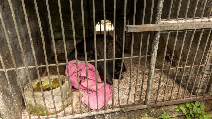 Kebun Binatang Phuket Tutup Gegara Pandemi, Harimau-Beruang Dievakuasi Pandemi COVID-19 berdampak besar pada Kebun Binatang Phuket, Thailand. Sejumlah satwa di kebun binatang itu dievakuasi usai Kebun Binatang Phuket ditutup.