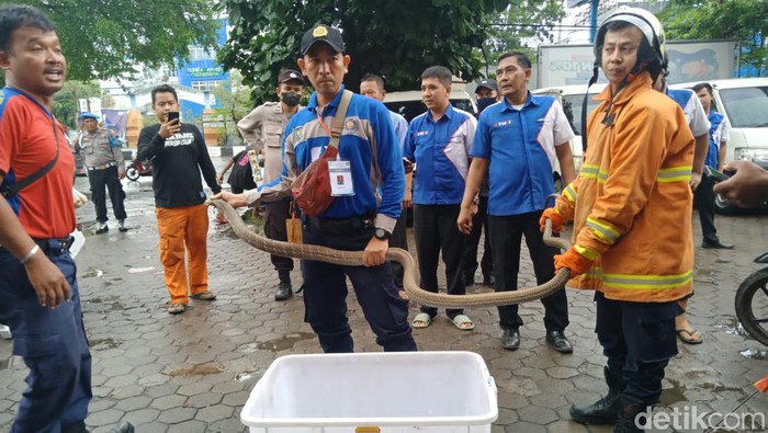 King Kobra lepas dari kotak penyimpanan di kantor jasa pengiriman di Cirebon.