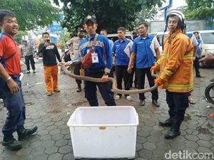 Hiii! King Cobra Lepas dari Kotak Paket Kardus di Cirebon