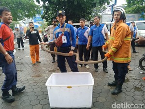Jabar Hari Ini: Heboh Ular Kobra hingga Update Piala Presiden di GBLA