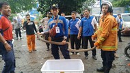 Momen Evakuasi King Kobra yang Lepas dari Paket Pengiriman di Cirebon