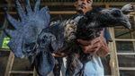 Nih Ayam Cemani, Si Hitam Legam yang Laku Hingga Jutaan Rupiah