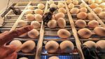 Nih Ayam Cemani, Si Hitam Legam yang Laku Hingga Jutaan Rupiah