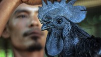 Peternak merawat ayam cemani atau ayam kedu (kallus gallus domesticus) di Peternakan Kandang Cemani Cileungsi, Kabupaten Bogor, Jawa Barat, Selasa (7/6/2021).