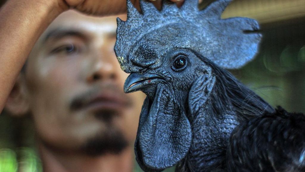 Dijuluki Ayam Paling Mempesona di Dunia, Mengapa Ayam Cemani Berwarna Hitam?