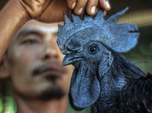 Nih Ayam Cemani, Si Hitam Legam yang Laku Hingga Jutaan Rupiah