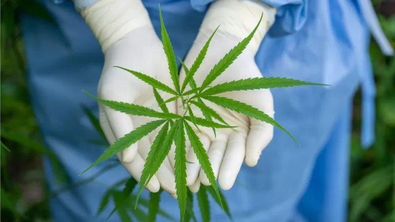 Legalisasi ganja: Rakyat Thailand bisa tanam mariyuana di rumah mulai 9 Juni, tapi tidak diisap untuk giting Legalisasi ganja: Rakyat Thailand bisa tanam mariyuana di rumah mulai 9 Juni, tapi tidak diisap untuk giting