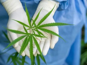 Sejarah! Mulai Hari Ini, Thailand Legalkan Ganja