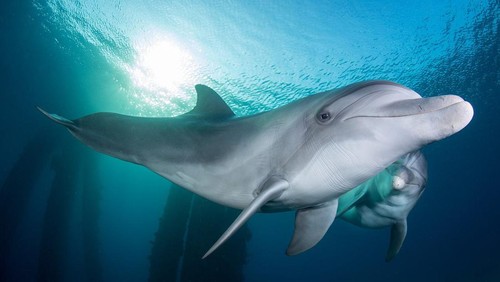 Lumba-lumba di Laut Merah Menggunakan Karang untuk Mengobati Infeksi Kulit