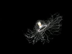 8 Misteri dari Lautan yang Bikin Ilmuwan Penasaran