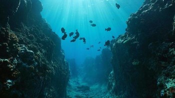 95 Persen dasar samudera belum dijelajahi. Ilmuwan sudah memetakan dasar samudera, namun ada apakah di sana? Ilmuwan pun menggelar riset seperti Seabed 2030 untuk meneliti ada apa di dasar samudera. Foto: Shutterstock/Readers Digest