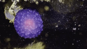 Pada 2016, tim ilmuwan dari Ocean Exploration Trust menemukan makhluk bulat ungu yang aneh di dasar laut lepas pantai California. Spesies ini akhirnya dinamakan Blobus purpilis yang diduga semacam siput laut. Foto: Shutterstock/Readers Digest