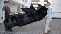 Mengutip Reuters, patung beruang berukuran besar itu dipajang di kantor Senator untuk acara 11th Annual Experience New Hampshire. 