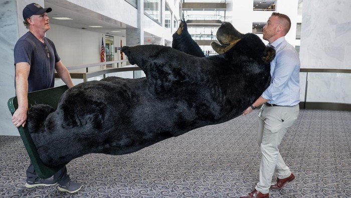 Nggak Biasa! Ada 'Beruang' Mejeng di Gedung Capitol Hill AS Pemandangan tidak biasa terlihat di kantor Senator yang ada di gedung Capitol Hill, AS. Patung beruang hingga moose berukuran besar dipajang di sana. Ada apa?