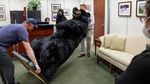 Nggak Biasa! Ada Beruang Mejeng di Gedung Capitol Hill AS