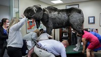 Selain patung Kodak si beruang hitam, kantor Senator di gedung Capitol Hill, Washington, juga dihiasi dengan patung Marty si Moose (rusa besar). 
