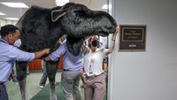 Sejumlah orang bergotong royong memasukkan patung moose berukuran besar melalui pintu kantor Senator di Capitol Hill.