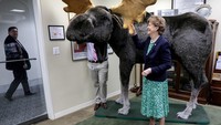 Senator Jeanne Shaheen (D-NH) tersenyum sambil berdiri bersama Marty, moose, setelah patung rusa besar itu ditempatkan di kantor Senator yang ada di gedung Capitol Hill, Washington, Amerika Serikat, Selasa (7/6/2022) waktu setempat.