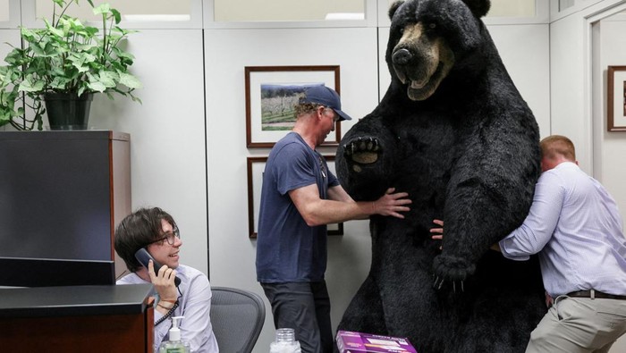 Pemandangan tidak biasa terlihat di kantor Senator yang ada di gedung Capitol Hill, AS. Patung beruang hingga moose berukuran besar dipajang di sana. Ada apa?