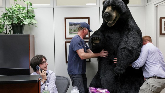 Nggak Biasa! Ada 'Beruang' Mejeng di Gedung Capitol Hill AS Pemandangan tidak biasa terlihat di kantor Senator yang ada di gedung Capitol Hill, AS. Patung beruang hingga moose berukuran besar dipajang di sana. Ada apa?