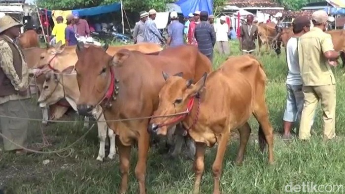 Pasar hewan di Bangkalan