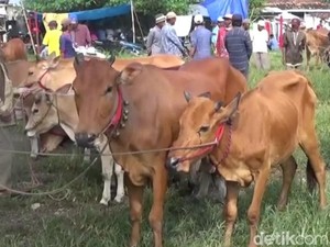 Pasar Hewan di Bangkalan Sepi Transaksi Dampak Wabah PMK