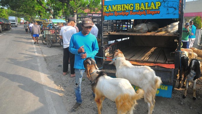 Pasar Hewan Ditutup, Pedagang Jual Kambing di Pinggir Jalan Sejumlah pedagang menjajakan kambing dagangannya di pinggir jalan pantura, depan Pasar Hewan di Desa Gulang, Mejobo, Kudus, Jawa Tengah, Rabu (8/6/2022). Pedagang kambing terpaksa berjualan di pinggir jalan setelah pemerintah setempat menutup sementara seluruh pasar hewan di wilayah itu mulai 8-19 Juni 2022 untuk mencegah penyebaran Penyakit Mulut dan Kuku (PMK) setelah ditemukan kasus PMK pada 250 ekor sapi dengan satu ekor diantaranya mati. ANTARA FOTO/Yusuf Nugroho/rwa.
