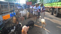 Meski berjualan di pinggir jalan, masih banyak warga yang membeli hewan kurban.