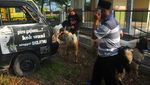 Pasar Hewan Ditutup, Pedagang Jual Kambing di Pinggir Jalan