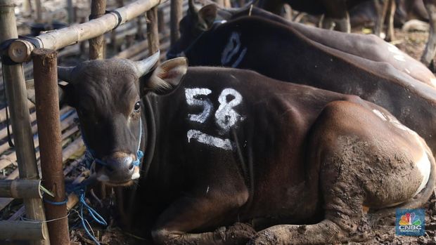 Pekerja menarik sapi dari kandang di tempat penjualan Sapi kurban di Kawasan Pasar Gembrong Bassura, Jakarta Timur, Rabu (8/6/2022). (CNBC Indonesia/Muhammad Sabki)