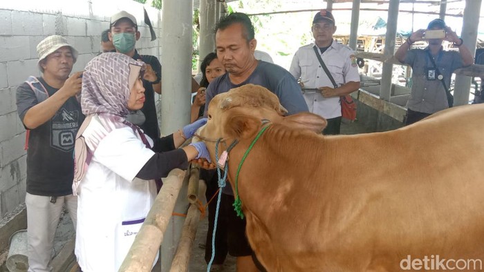Pemeriksaan hewan ternak di Karawang.