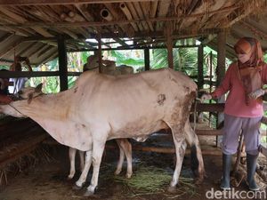 Jelang Idul Adha, Harga Sapi di Asahan Anjlok