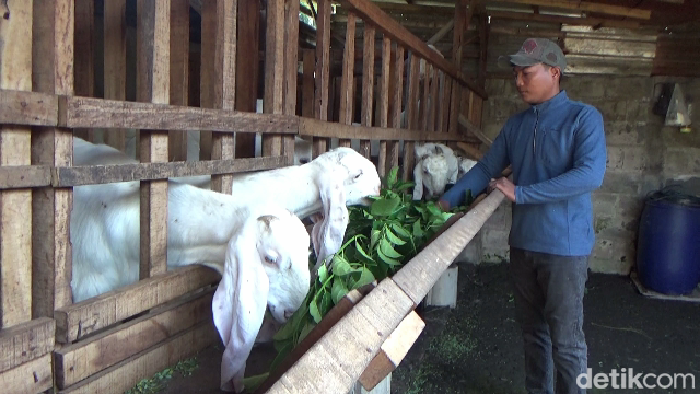 Peternak kambing di Lumajang