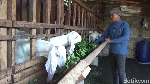 Baca Yuk Fakta Menarik Tentang Kambing