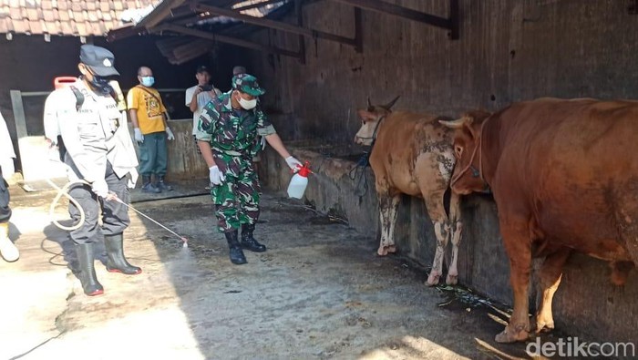 pmk di banyuwangi
