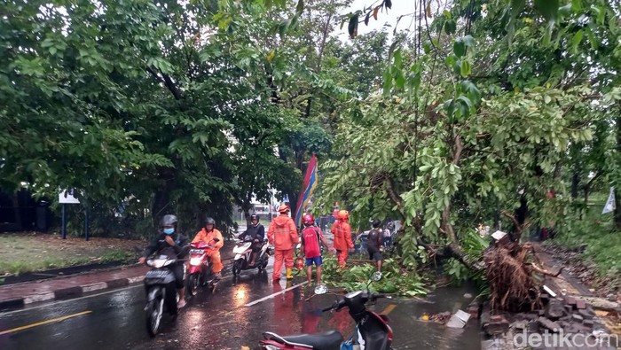 Petugas BPBD Jogja membersihkan pohon tanjung yang tumbang di  Jalan Ipda Tut Harsono, Rabu (8/6/2022).