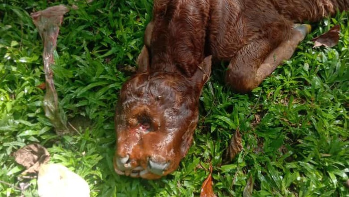 Sapi bermata 3 di Sinjai, Sulsel.