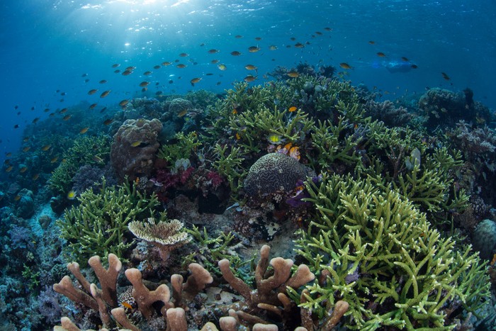 Ucapan Selamat Hari Laut Sedunia ramai dituliskan oleh netizen. Tepat pada hari ini, Rabu (8/6/2022) diperingati sebagai Hari Laut Sedunia atau World Ocean Days.