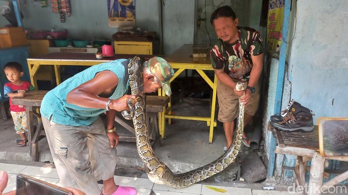 Ular di Lamongan