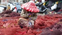 Masih penasaran? Nih, penampakannya lebih dekat.