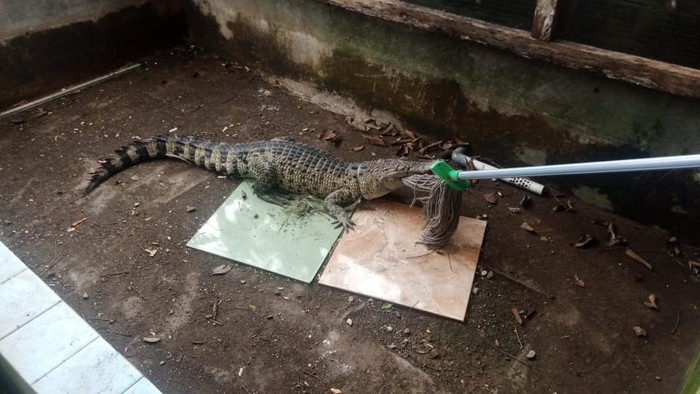 Evakuasi buaya peliharaan warga di Bogor (dok. Damkar)