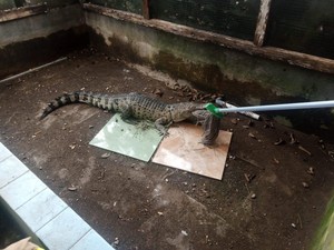 Ngeri! Buaya Peliharaan Warga di Bogor Kabur ke Rumah Tetangga