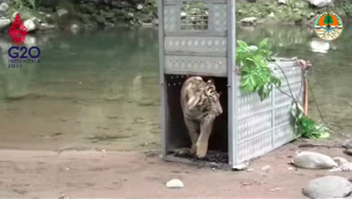 Harimau Sumatra dilepasliarkan