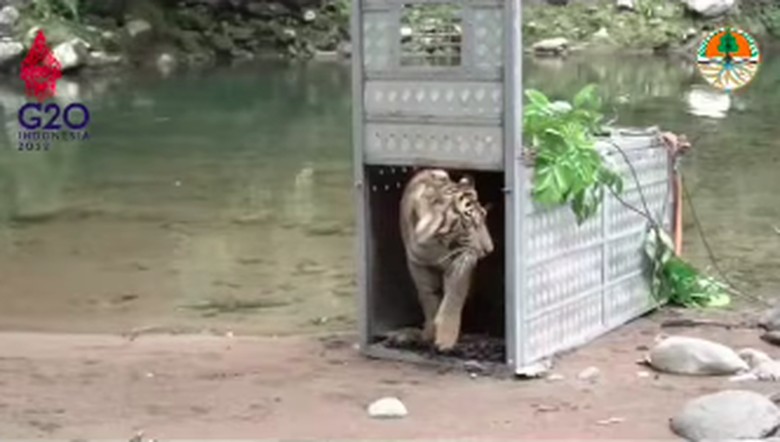 Harimau Sumatra dilepasliarkan Harimau Sumatra dilepasliarkan