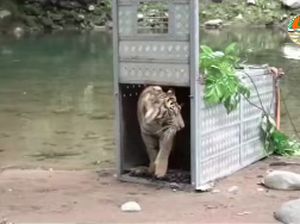 Hari Lingkungan Hidup, KLHK Lepasliarkan Dua Harimau Sumatra