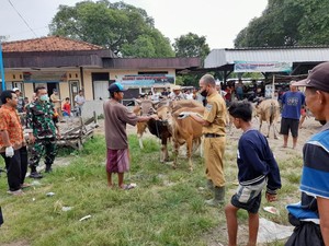21.435 Ternak di Lombok Kena PMK, Ratusan Dipotong Paksa
