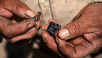 Pada tahun 2017, Cecilia bergabung dengan High-Altitude Vintners Cooperative Lickanantay, yang hanya terdiri dari produsen yang berasal dari penduduk asli Atacama di Socaire, Toconao, Celeste, dan San Pedro de Atacama.   