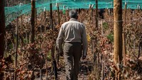 Petani Cecilia Cruz (67), berjalan di kebun anggur Caracoles, Socaire, San Pedro de Atacama, Chile, Amerika Selatan, Selasa (17/5/2022) waktu setempat.  