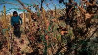 Kebun anggur Los Caracoles ini merupakan kebun anggur tertinggi di Chile.   